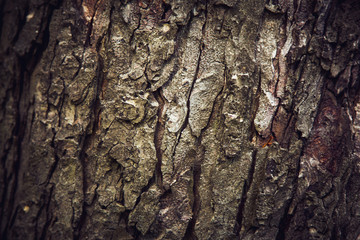 Tree bark texture