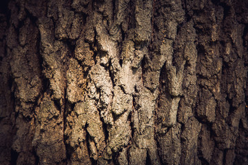 Tree bark texture