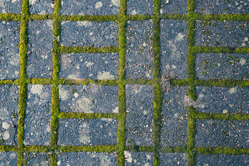 Close up image of brick pavement with growing moss