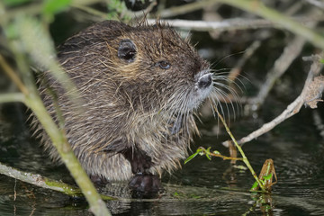 Nutria, Myocastor coypus, sitzt in einer Weide über dem Wasser und blickt in die Kamera