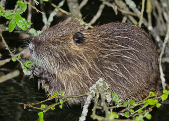 Nutria, Myocastor coypus, sitzt in einer Weide am Wasser und frisst Blätter