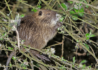 Nutria, Myocastor coypus, sitzt zwischen Weidenzweigen über dem Wasser und frisst Blätter