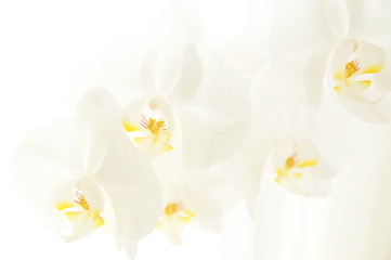 funeral flower Condolence card with white Moon orchids. Close up of white orchids on light background. Empty place for a text. Appreciation, feelings compliment, mourning frame. 