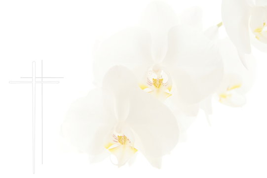 funeral flower Condolence card. frame with white Moon orchids and a cross. Close up of white orchids on light background. Empty place for a text. Appreciation, Covid-19, coronavirus , mourning frame. 