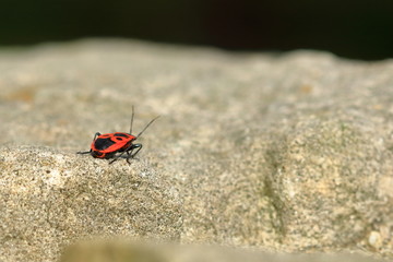 Red bug with black dots (firebug) on wooden and sandstone background