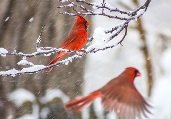 Cardinal Photo Bomber