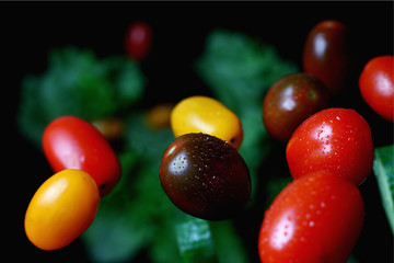 multicolored cherry tomatoes with sliced cucumbers in water drops on a dark background