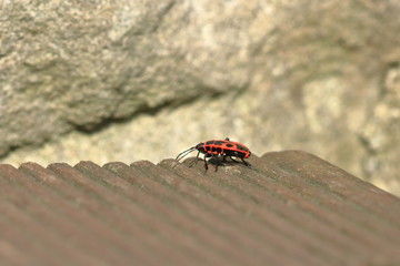 Red bug with black dots (firebug) on wooden and sandstone background