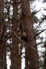 Cute squirrel on a tree in a pine forest