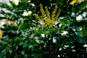 Image of yellow flower on the green bush