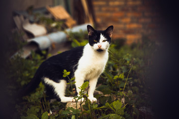 Naklejka na ściany i meble old street cat, animal protection