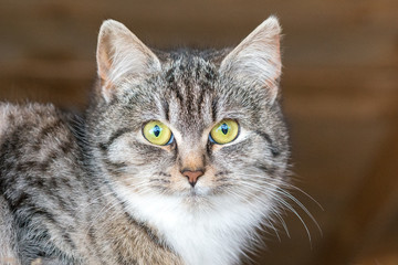 portrait of a cat