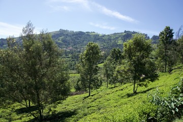 Fototapeta na wymiar Landscape with mountain and green trees 