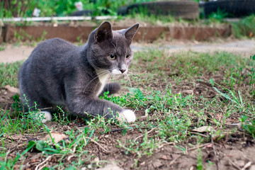 grey kitten on the green grass