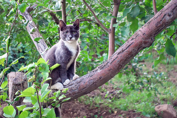 grey kitten sitting in a tree looking at the camera.Home pet walks in the yard.