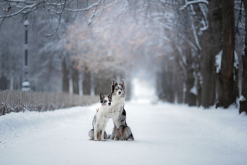 two dogs on a park in winter. Marble Border Collie Together Outdoors