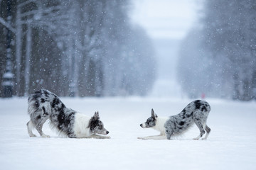 two dogs on a park in winter. Marble Border Collie Together Outdoors