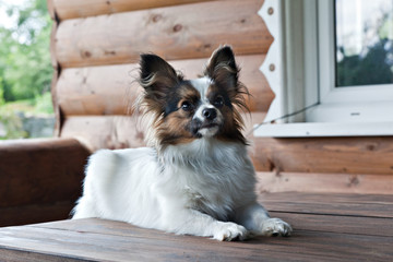 dog breed papillon lying on a wooden wall background