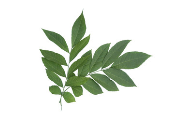 Fresh cutting leaves of Murraya koenigii which well known as curry leaves isolated on white background.