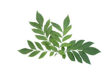 Fresh cutting leaves of Murraya koenigii which well known as curry leaves isolated on white background.