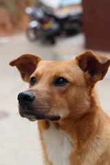 Portrait of an elegant and serious brown dog with an urban background