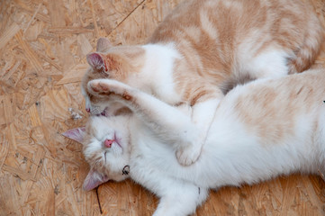 Deux chats roux jouant et se léchant.  Two red cats playing and licking