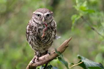 A close up of a little owl, Athene noctua, perched on a branch in a wood and feeding on an earth worm hanging in its beak