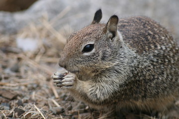 Naklejka na ściany i meble Squirrel eating a nut in California, Morro Bay
