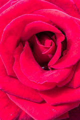 Rote Rosenblüte Detailaufnahme