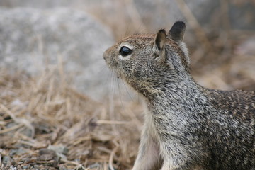 Squirrel eating a nut in California, Morro Bay
