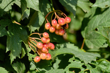 red berries on a branch