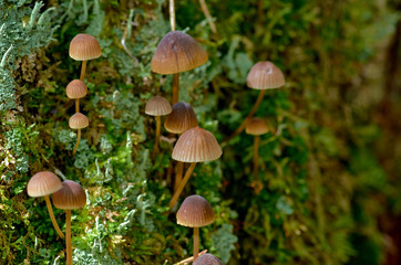 Fototapeta premium mushrooms in the forest