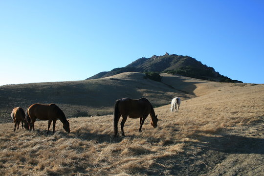 Horses In The Mountains Of California Central Coast San Luis Obispo