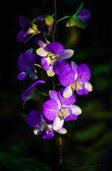 Obraz na płótnie Canvas purple Orchid on a dark background close up
