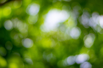 Plakat Out of focus bokeh green foliage background