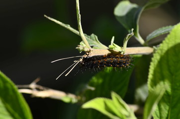 caterpillar