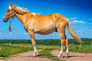 Portrait of a horse on the field. Photographed close-up.