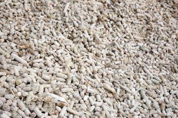 dry corn center to make Biomass fuel in Thai agriculture life