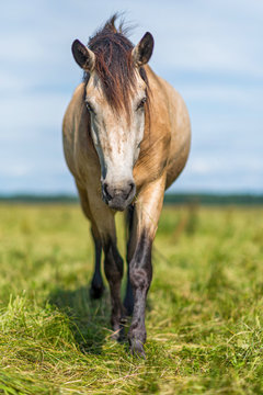 Portrait of a horse on the field. Photographed close-up.