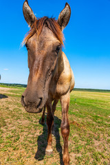 Obraz premium Portrait of a horse on a field against the sky. Photographed close-up.