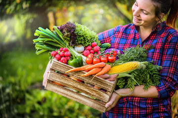 Farmer woman holding wooden box full of fresh raw vegetables. Basket with vegetable (cabbage, carrots, cucumbers, radish, corn, garlic and peppers) in the hands.