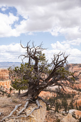 Nature mort cheminées de fée à Bryce Canyon