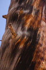 Texture d'un tronc d'arbre