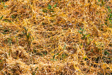 Dodder Genus Cuscuta is The parasite wraps the stems of plant cultures with yellow threads and sucks out the vital juice and nutrients