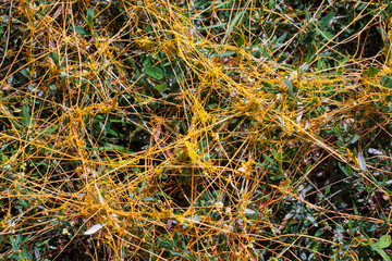 Dodder Genus Cuscuta is The parasite wraps the stems of plant cultures with yellow threads and sucks out the vital juice and nutrients