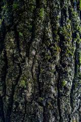 bark of a tree