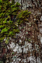 bark of a tree