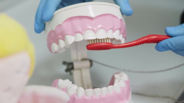 Dentist in blue gloves using jaw mock and toothbrush to teach patient correct cleaning of teeth