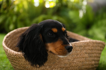 Cute dog relaxing in wicker basket outdoors, closeup. Friendly pet