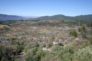 Fototapeta na wymiar Burned trees in Yosemite National Park California